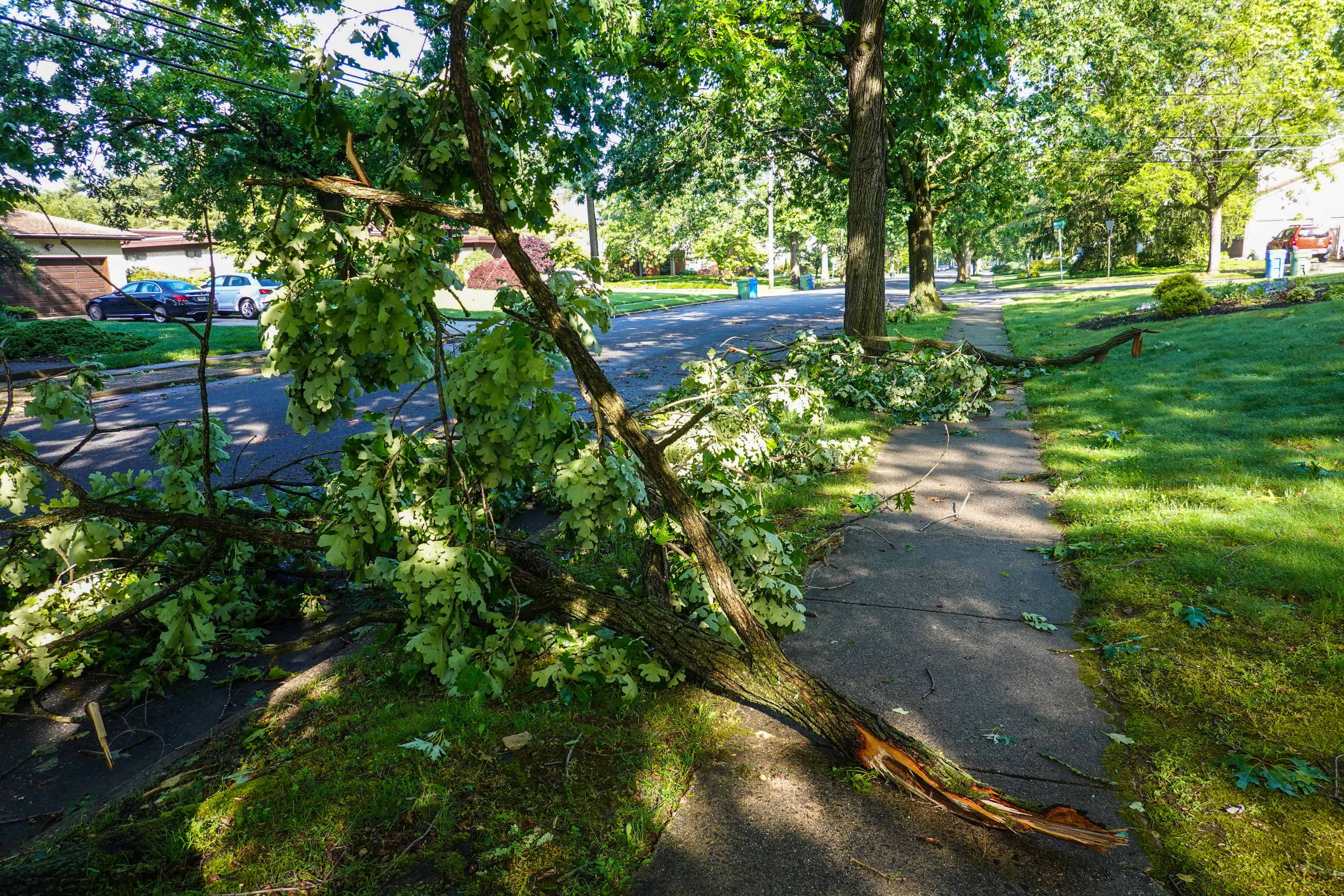 Tree Removal image