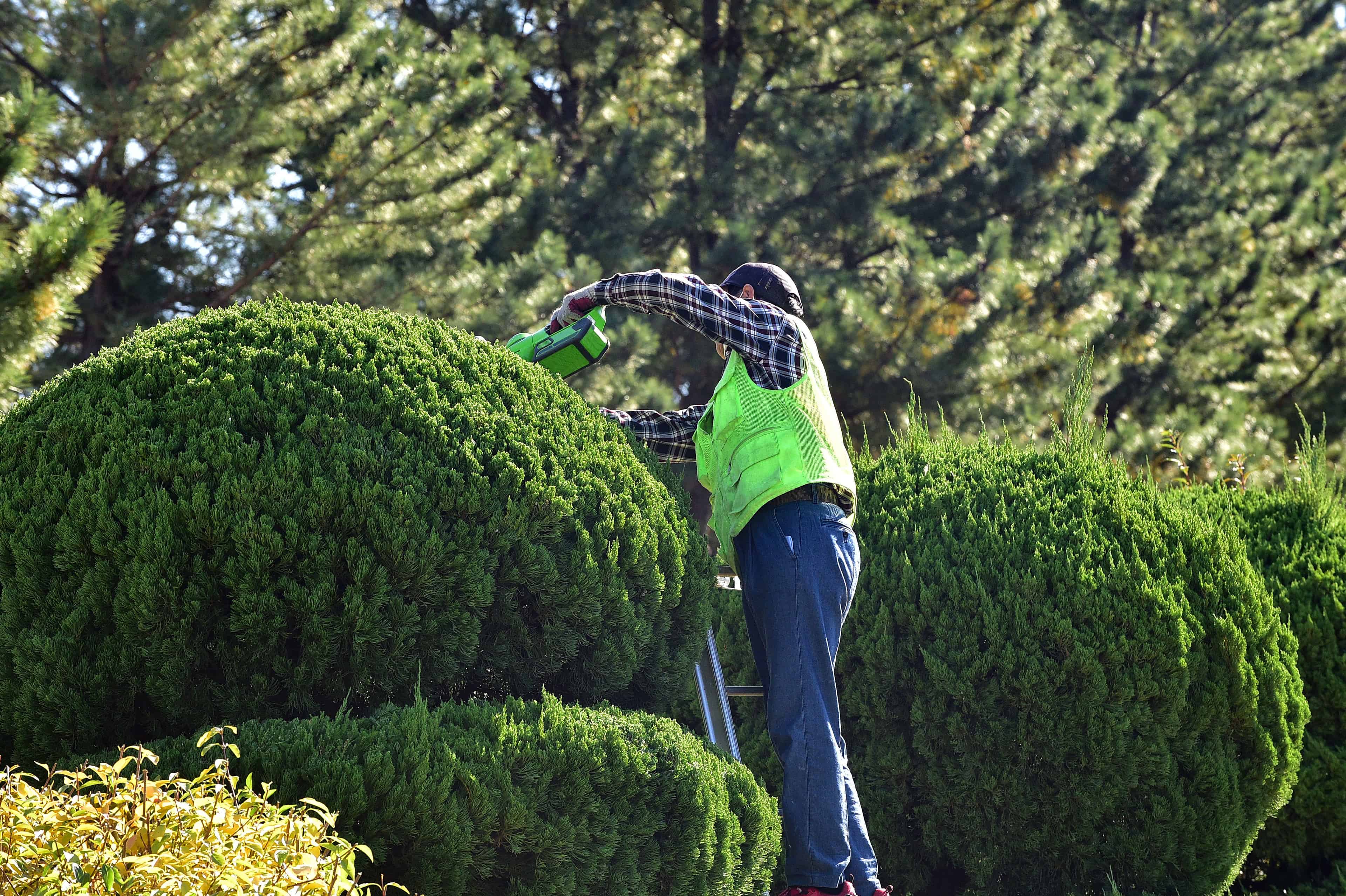 Proper Tree Trimming image