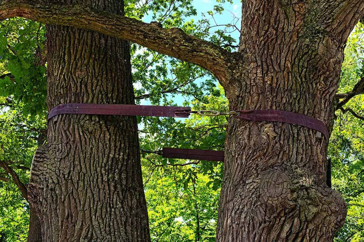 Tree Cabling & Bracing image