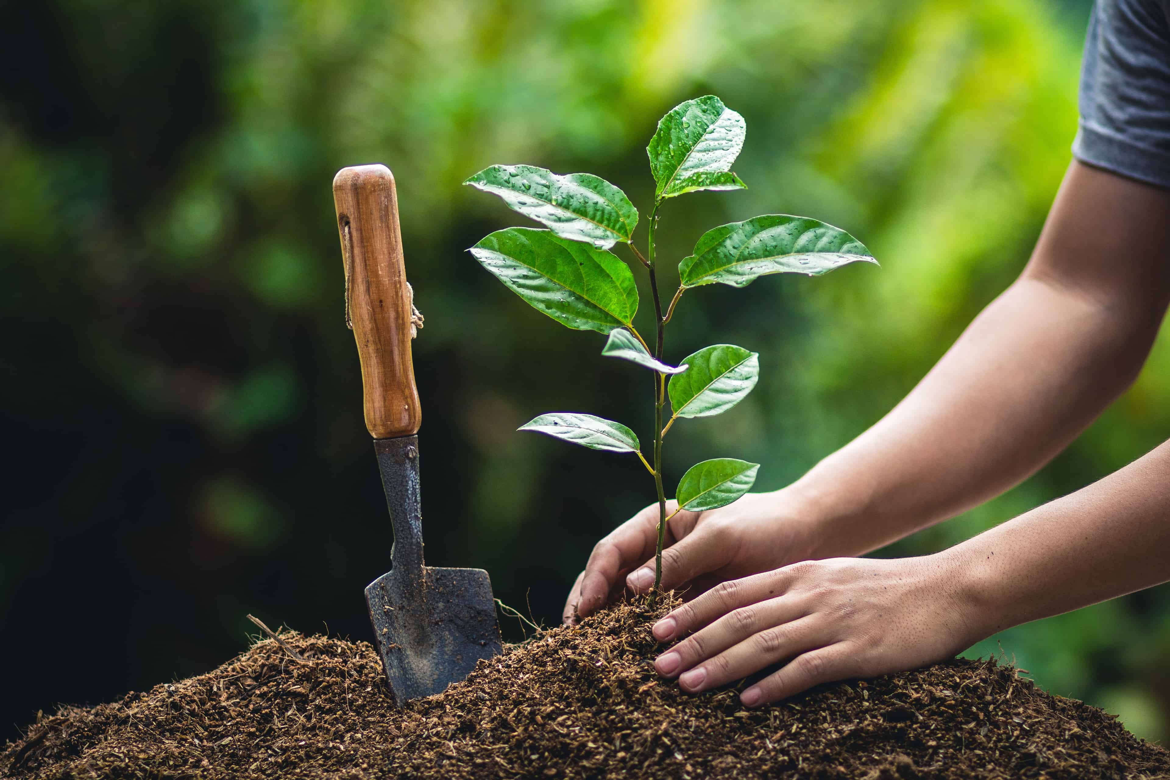 Tree Planting image
