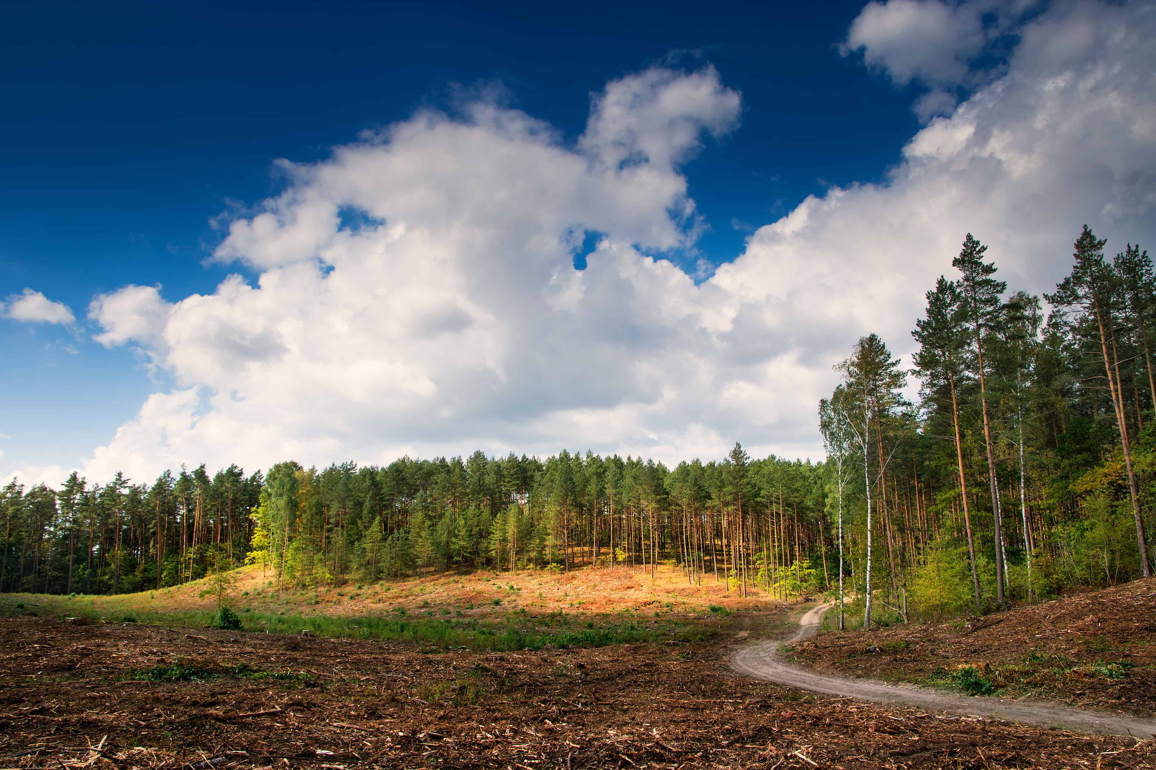 Land Clearing image