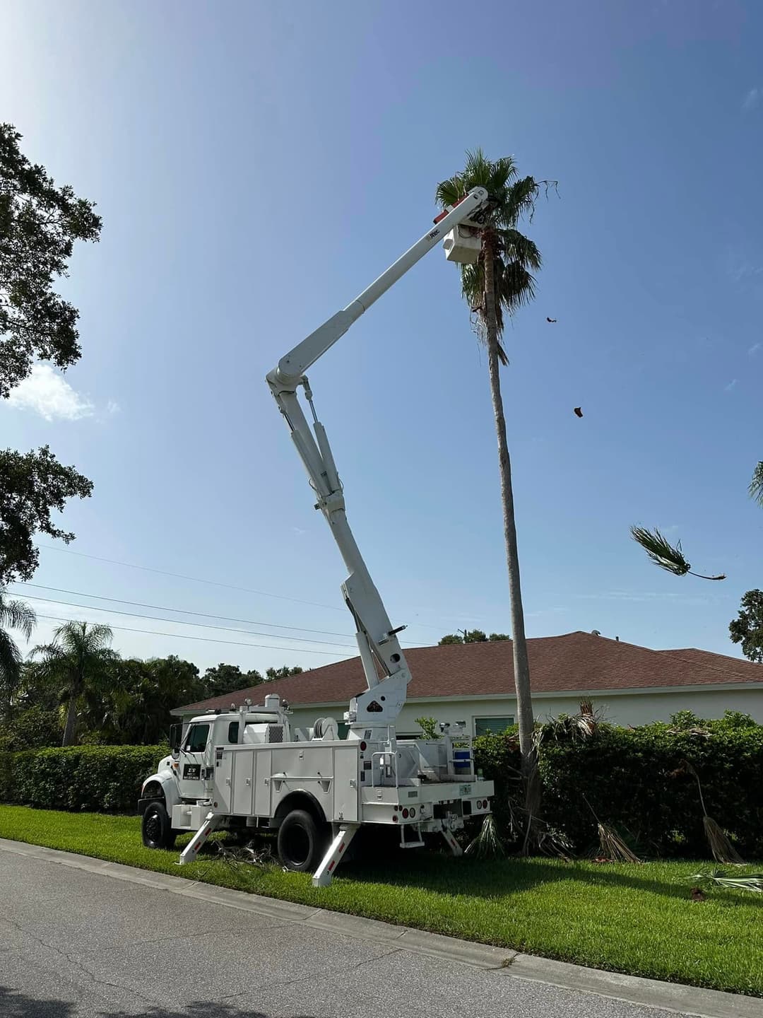 Tree trimming service using a bucket truck to prune a tall palm tree on a residential street.