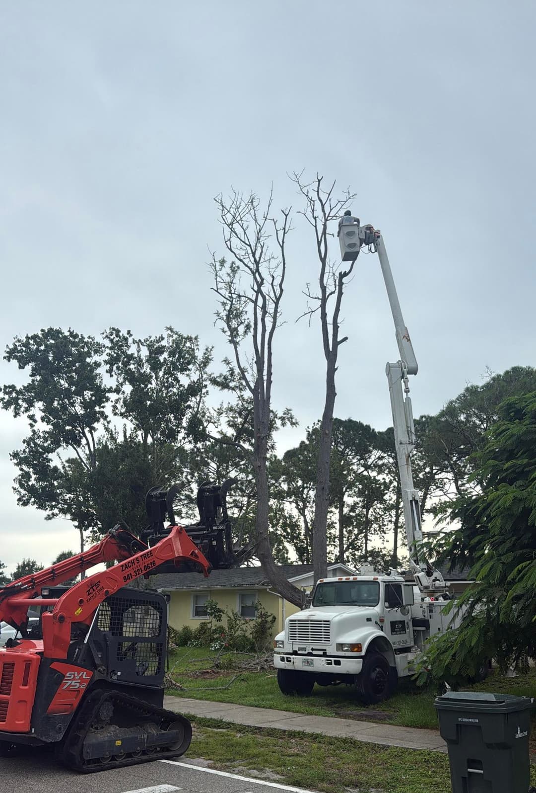 Tree removal service using a bucket truck and skid steer to trim dead branches.