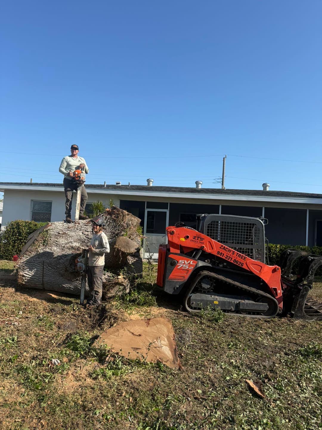 Tree removal service with workers trimming a large tree stump using a skid steer loader.
