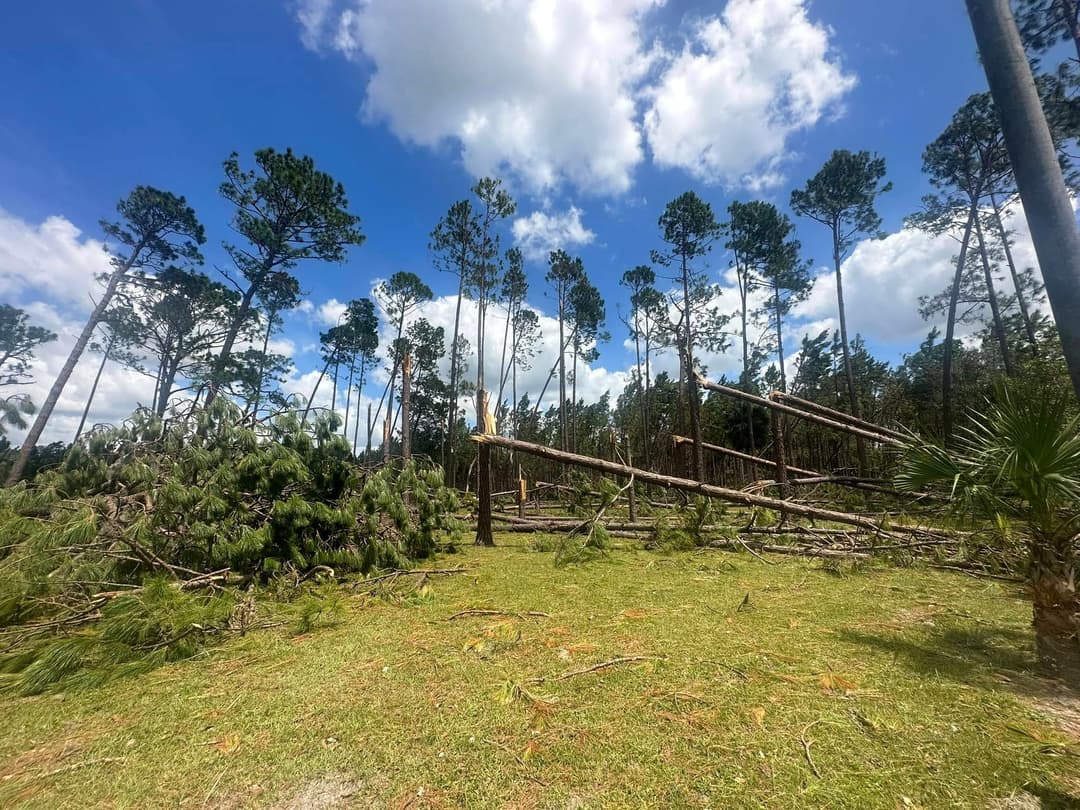 Fallen trees in a forest after a storm, with tall pines and blue sky in the background.