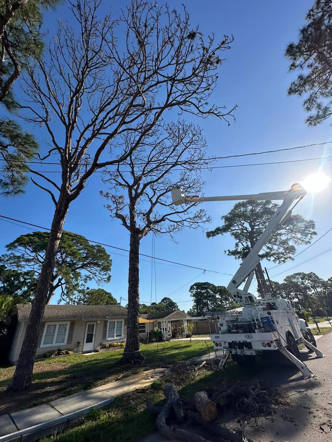 Tree service truck pruning dead branches from tall trees on a sunny day.