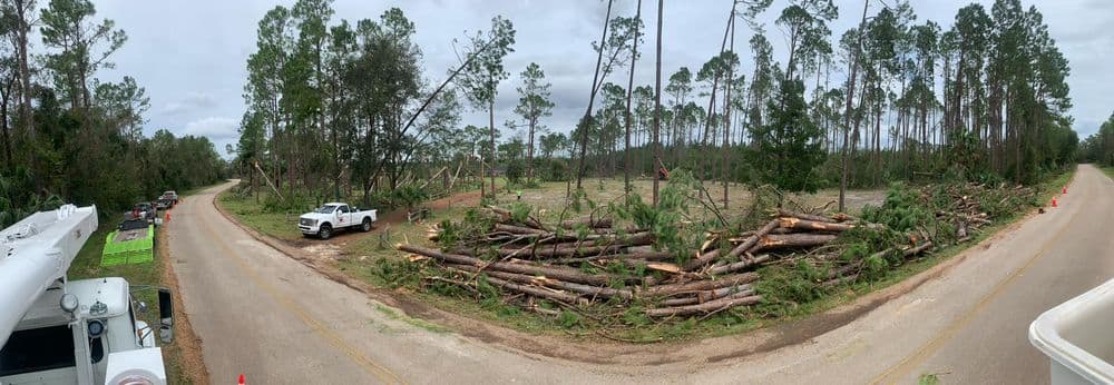 Panoramic view of a forest clearing with fallen trees and service vehicles on a rural road.