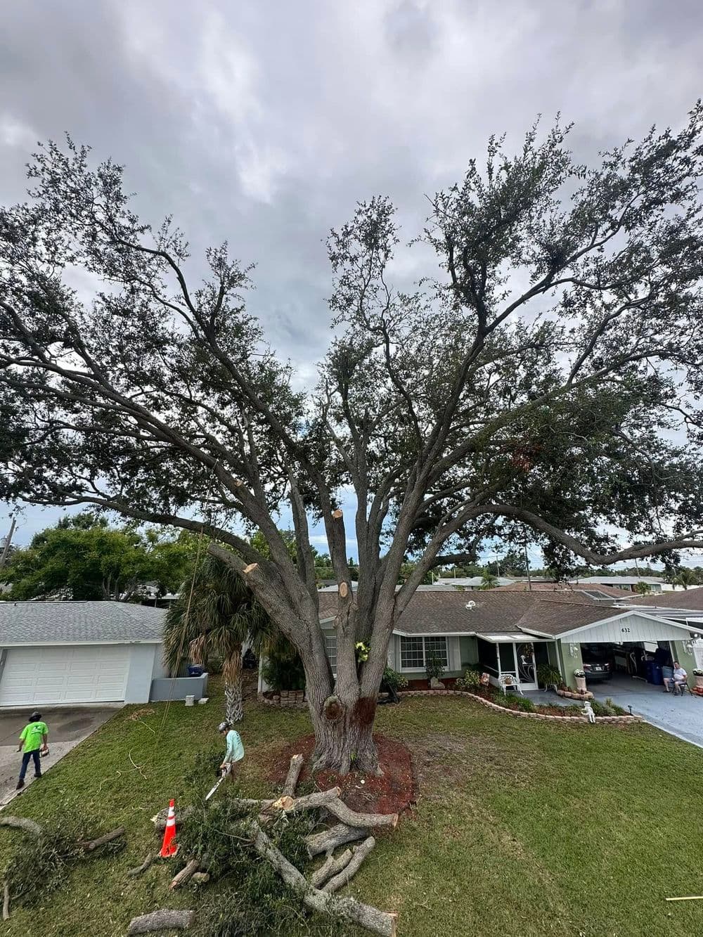 Tree removal service pruning a large oak tree in suburban yard, with workers and equipment visible.